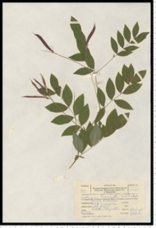 Lathyrus laevigatus (Waldst. & Kit.) Gren.