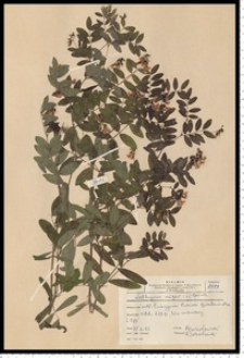 Lathyrus niger (L.) Bernh.