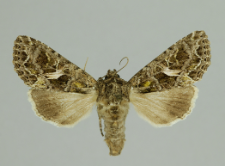 Trachea atriplicis (Linnaeus, 1758)