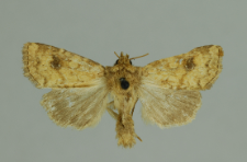 Atypha pulmonaris (Esper, 1790)