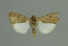 Caradrina clavipalpis Scopoli, 1763