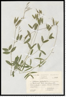 Lathyrus palustris L.