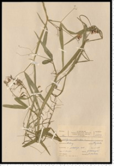 Lathyrus sylvestris L.