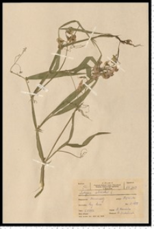 Lathyrus sylvestris L.