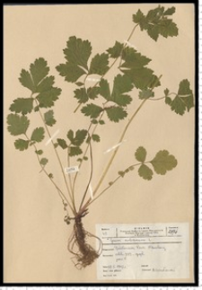 Geum urbanum L.