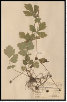 Geum urbanum L.