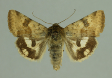 Heliothis viriplaca (Hufnagel, 1766)