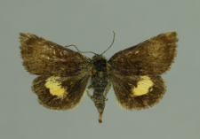 Panemeria tenebrata (Scopoli, 1763)