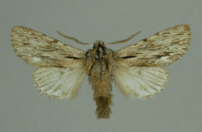 Asteroscopus sphinx (Hufnagel, 1766)