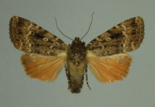 Amphipyra pyramidea (Linnaeus, 1758)