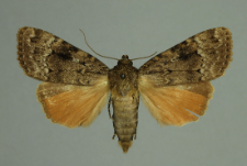 Amphipyra pyramidea (Linnaeus, 1758)