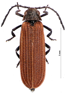 Xylobanellus erythropterus (Baudi, 1871)