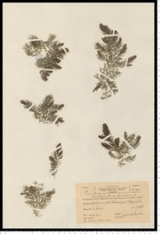 Ceratophyllum demersum L. s. s.