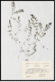 Ceratophyllum demersum L. s. s.