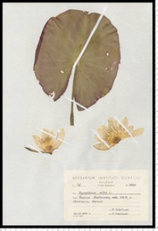 Nymphaea alba L.