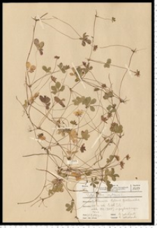 Potentilla reptans L.