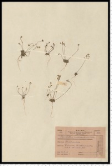 Teesdalea nudicaulis (L.) R. Br.