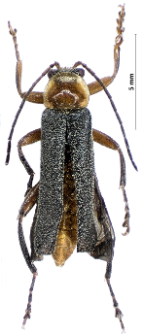 Cantharis pellucida Fabricius, 1792