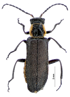 Cantharis pulicaria Fabricius, 1781