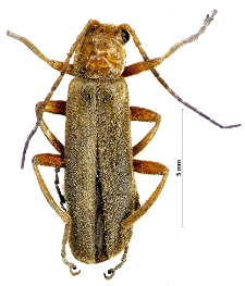 Cantharis rufa Linnaeus, 1758