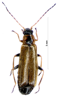 Rhagonycha nigriventris Motschulsky, 1860