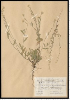 Berteroa incana (L.) DC.