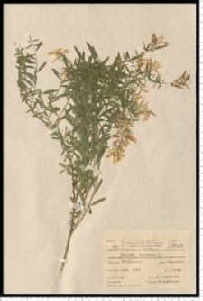 Genista tinctoria L.