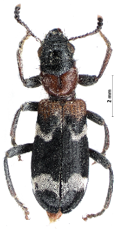 Thanasimus formicarius (Linnaeus, 1758)