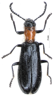 Tillus elongatus (Linnaeus, 1758)