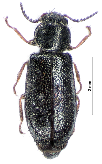 Aplocnemus nigricornis (Fabricius, 1792)