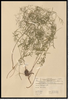 Astragalus arenarius L.
