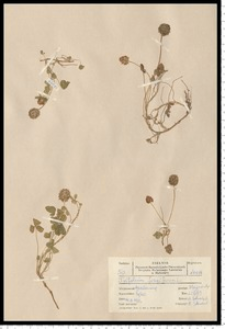 Trifolium fragiferum L.