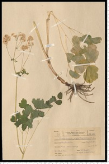 Thalictrum aquilegiifolium L.