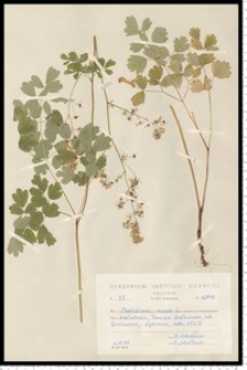 Thalictrum minus L.