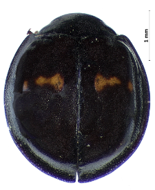 Chilocorus bipustulatus (Linnaeus, 1758)