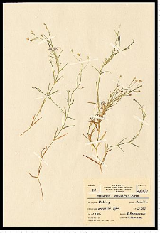 Stellaria palustris Retz.