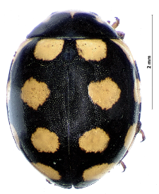 Coccinula quatuordecimpustulata (Linnaeus, 1758)