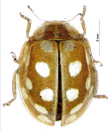 Halyzia sedecimguttata (Linnaeus, 1758)
