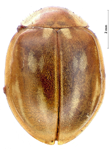 Myzia oblongoguttata (Linnaeus, 1758)