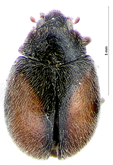Nephus redtenbacheri Mulsant, 1846
