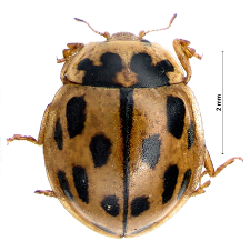 Propylea quatuordecimpunctata (Linnaeus, 1758)