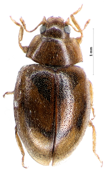Rhyzobius litura (Fabricius, 1787)