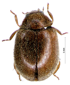 Scymnus abietis (Paykull, 1798)