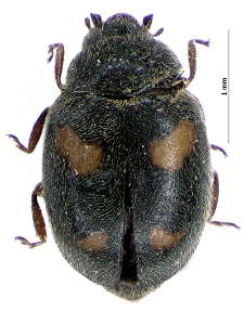 Scymnus quadrimaculatus (Herbst, 1783)
