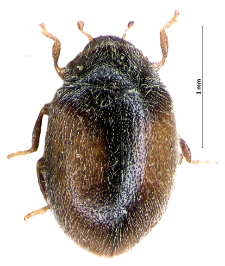 Scymnus suturalis Thunberg, 1795
