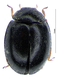 Stethorus punctillum (Weise, 1891)
