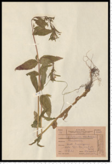 Epilobium montanum L.