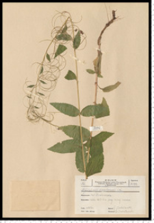 Epilobium montanum L.