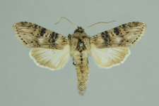 Cucullia absinthii (Linnaeus, 1761)