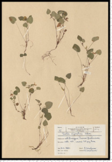 Viola rupestris F. W. Schmidt